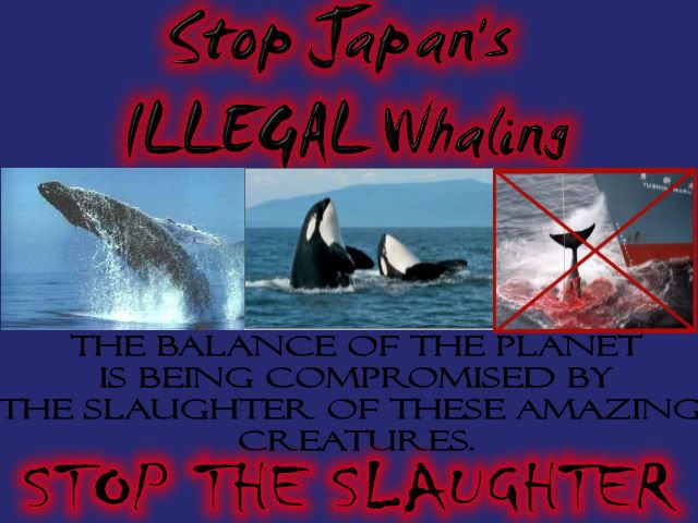 Stop The Whaling Pictures, Images and Photos