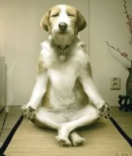 dog meditation Pictures, Images and Photos