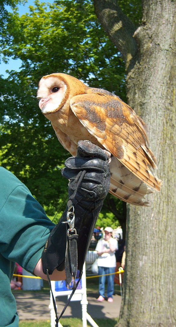 New York State Fair 2012 - Hawk Creek - Barn Owl