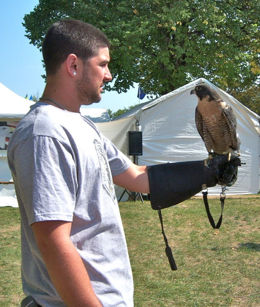 New York State Fair 2012 - Hawk Creek - Peregrine Falcon