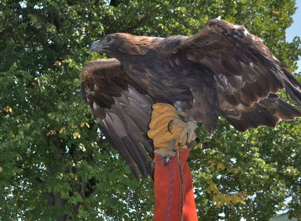 New York State Fair 2012 - Hawk Creek - Golden Eagle held up
