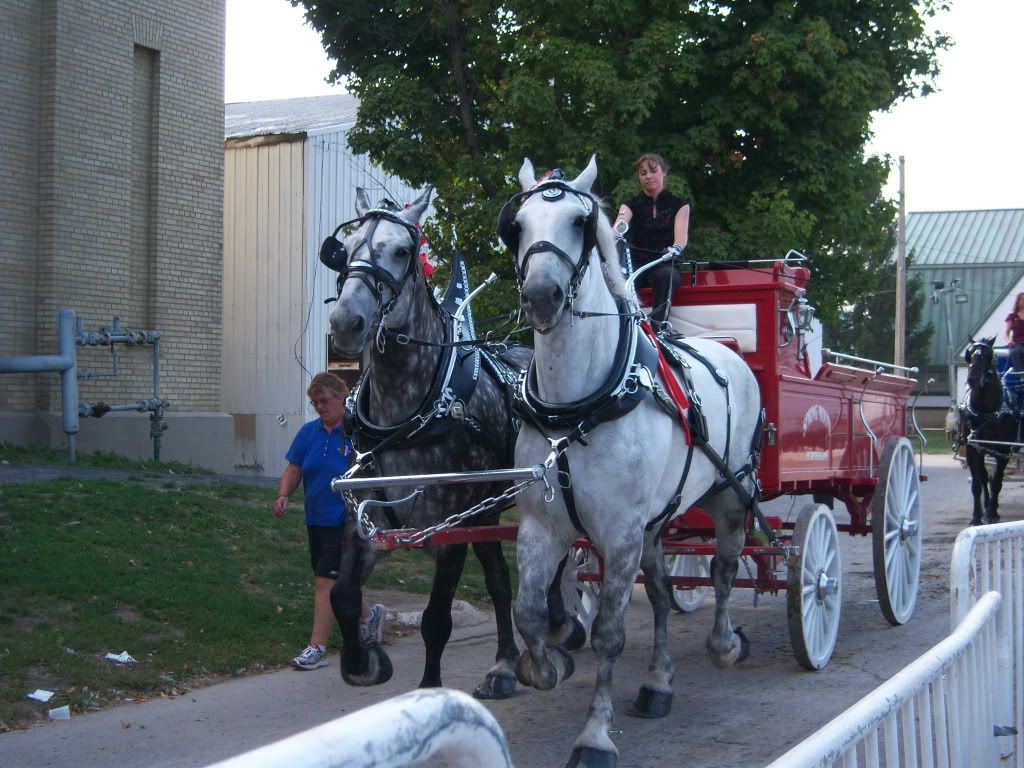 New York State Fair 2012 - red horse drawn carriage