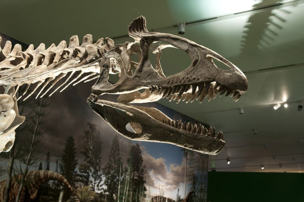Carnotaurus in exhibit @ ROM - 2011 Royal Ontario Museum