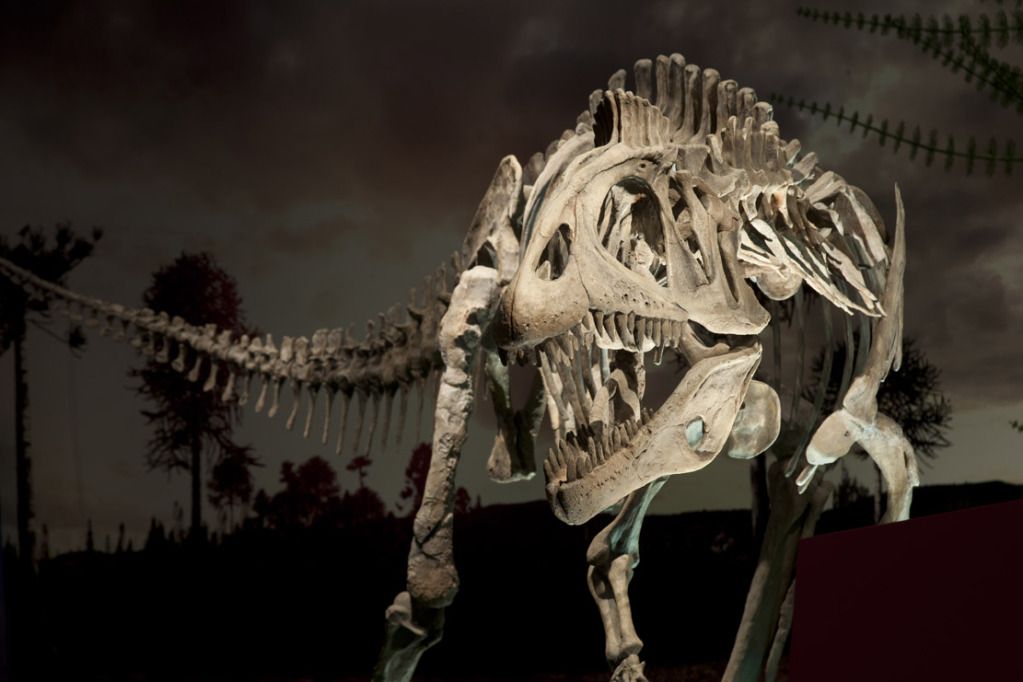 Chryolophosaurus in Exhibition 2011 Royal Ontario Museum