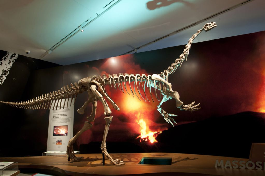 Massospondylus - 2011 Royal Ontario Museum - Courtesy of Brian Boyle, Photographer