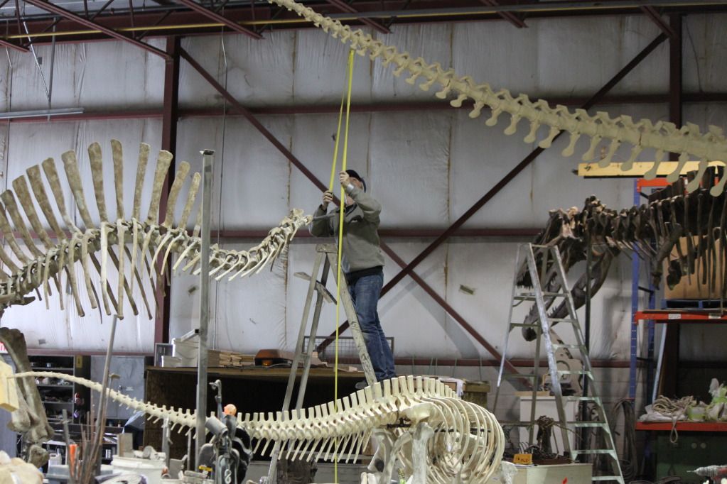 Measuring the Dinos at ROM 2011 Royal Ontario Museum