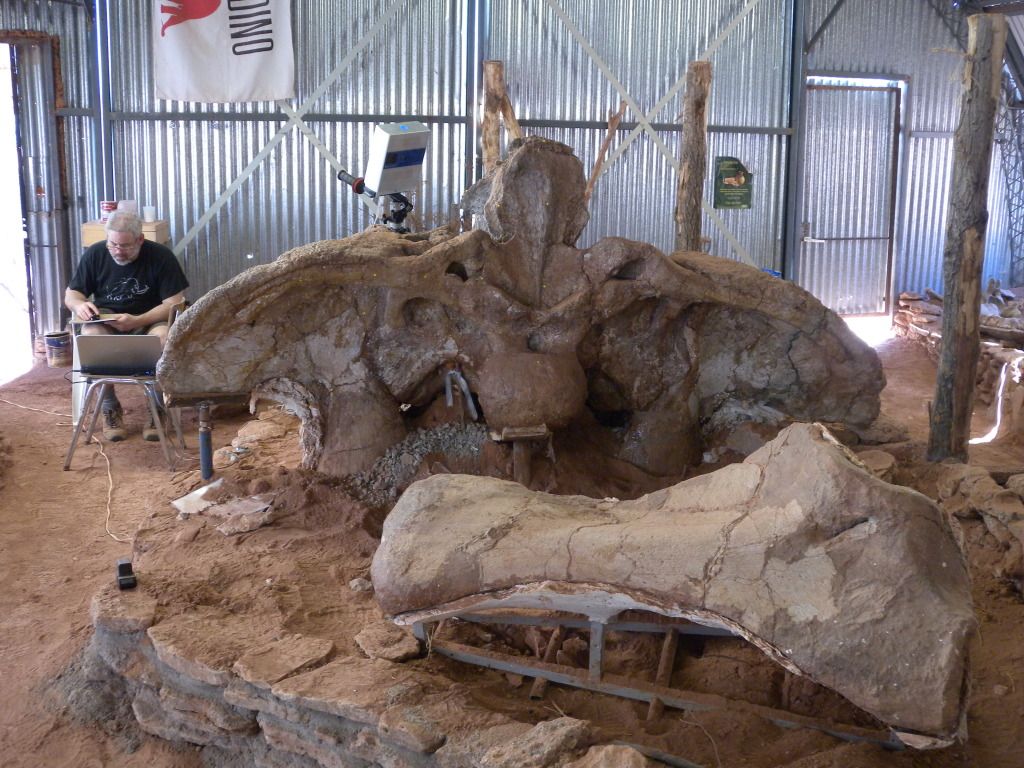 Futalognkosaurus pelvis in the field - 2011 Royal Ontario Museum