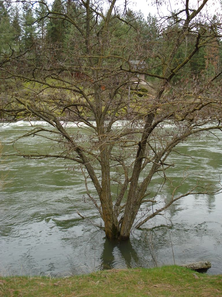 Lone tree