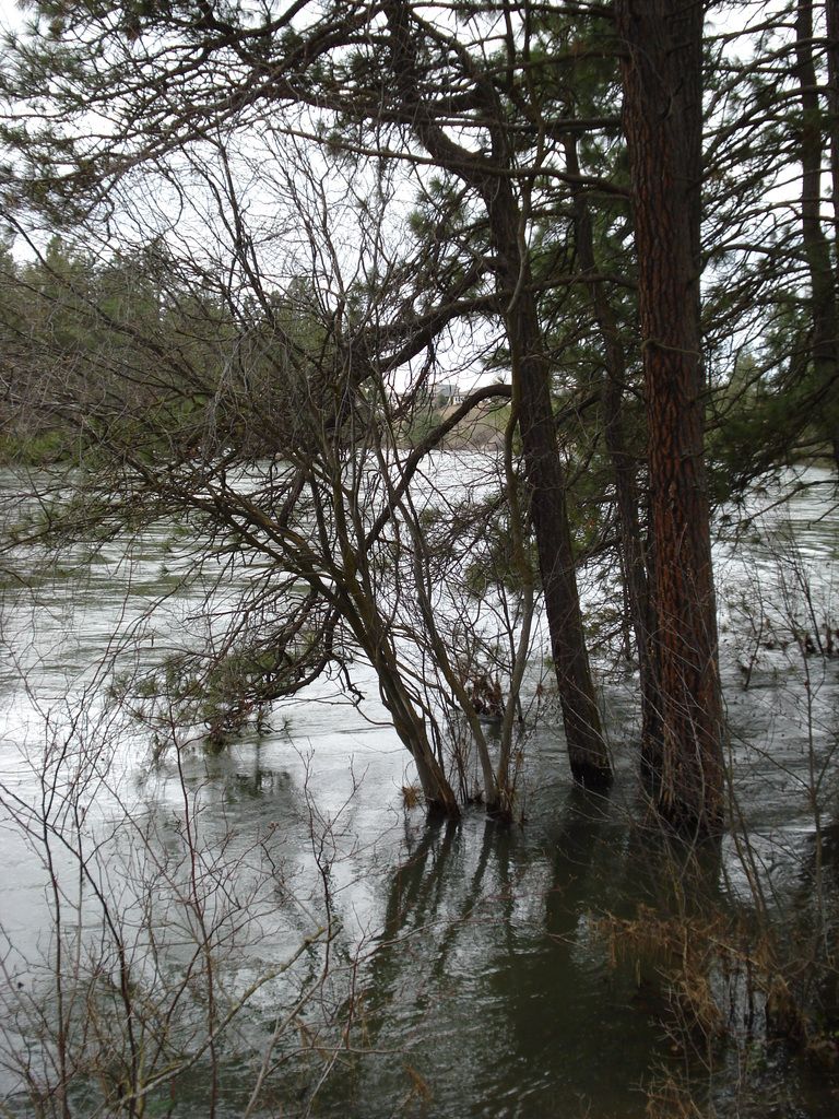 trees in the flood