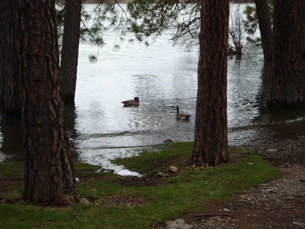 Canada Geese zoom