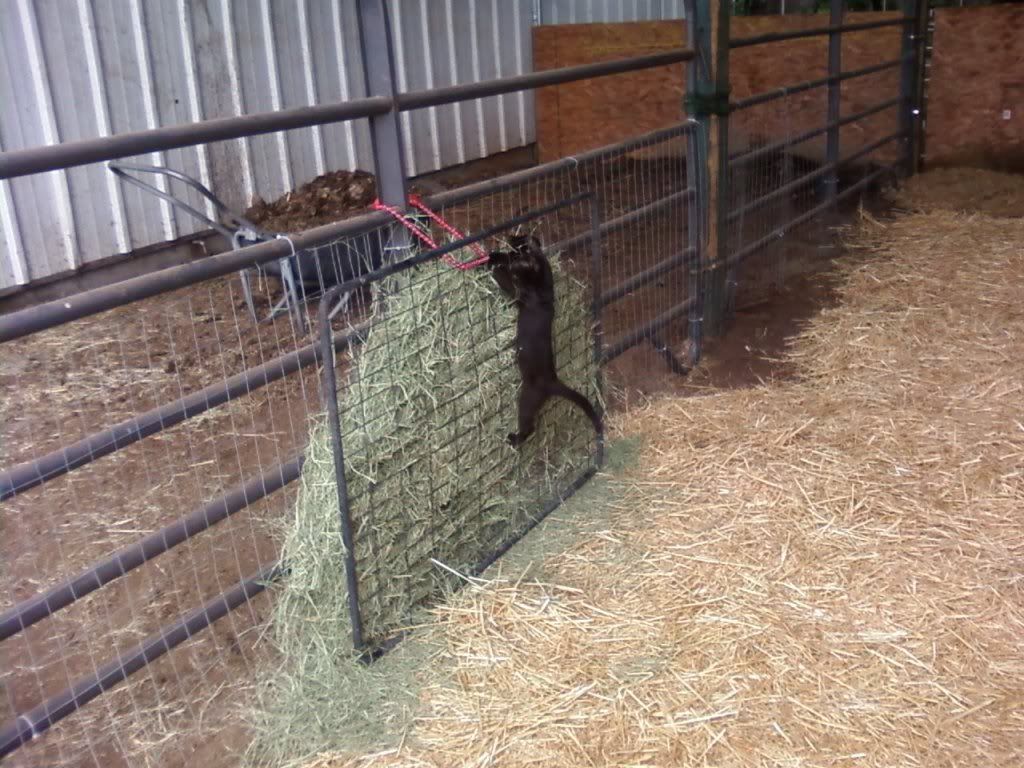 Critique my goat housing? - Goats