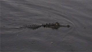 Friendly, Hungry Gator