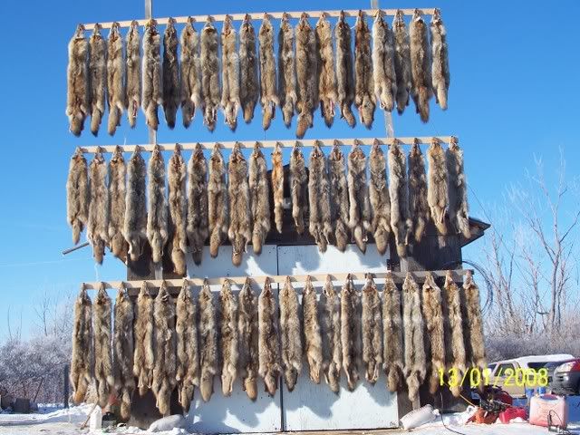 Coyotesnaring07-08006.jpg