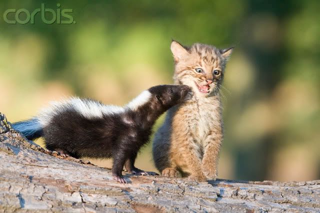 baby bobcat cub kitten playing with a baby skunk photo babybobcatandskunk.jpg