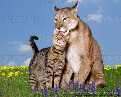 cougarlickinghousecat.jpg