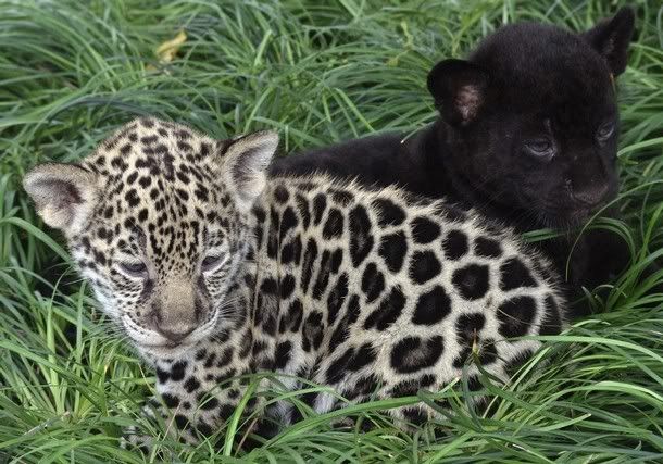 twin jaguar cubs [yellow and black] Pictures, Images and Photos