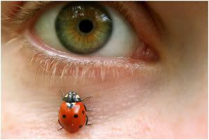 lady bug eye Pictures, Images and Photos