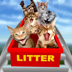 Amusement Park photo: Cat litter roller coaster cats-11.gif