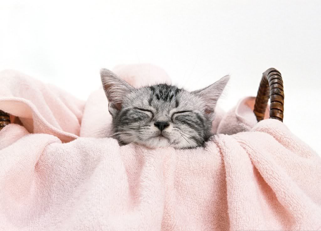 cat-1.jpg