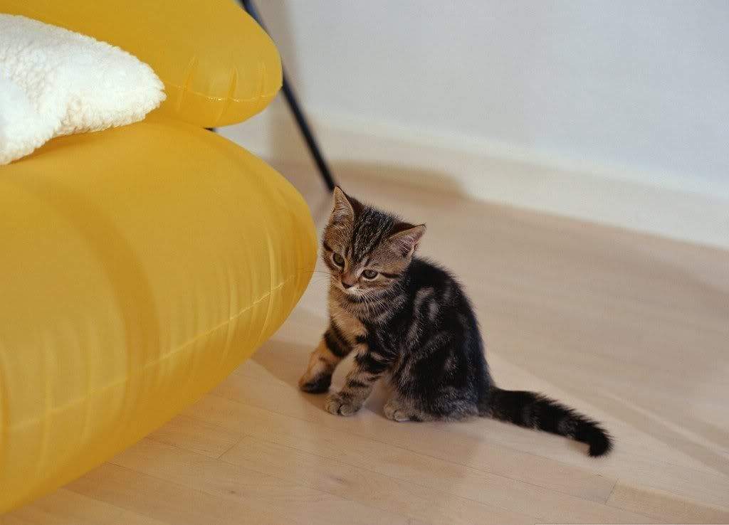 cat-10.jpg
