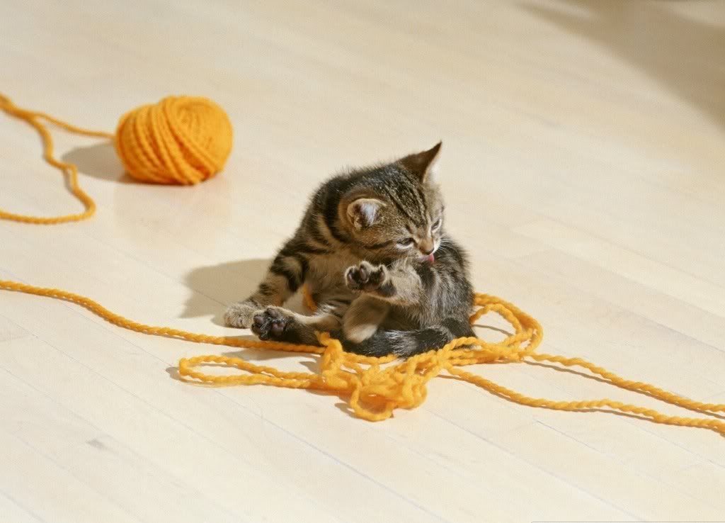 cat-11.jpg