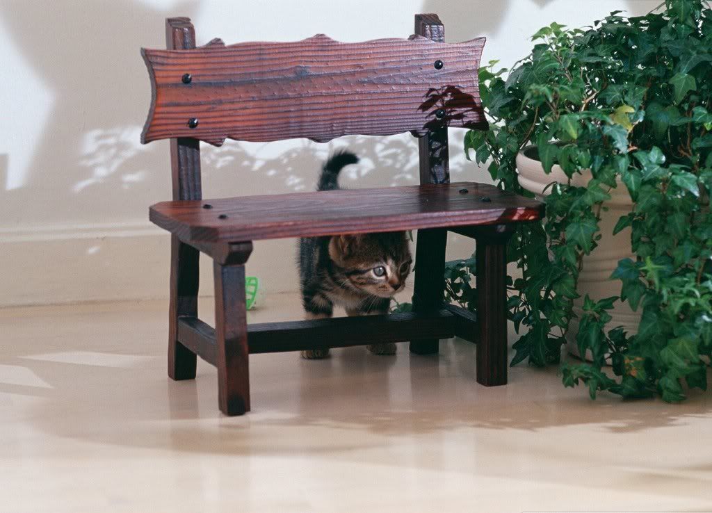 cat-12.jpg