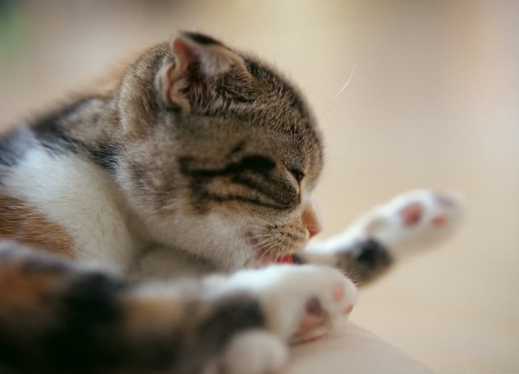 cat-13.jpg