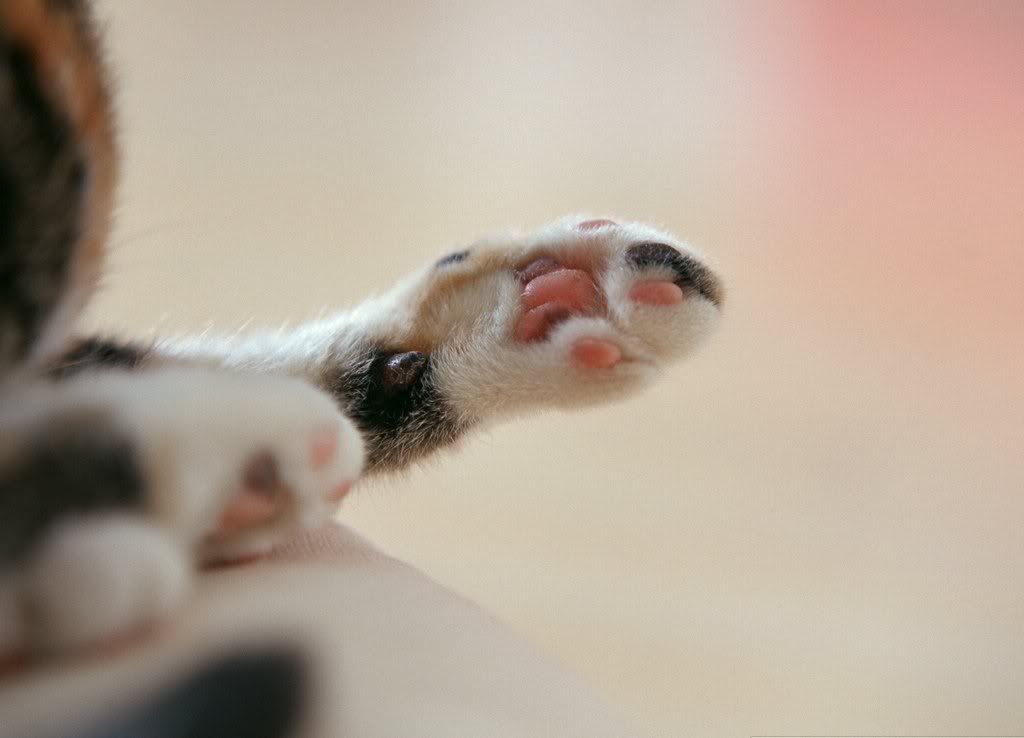 cat-14.jpg