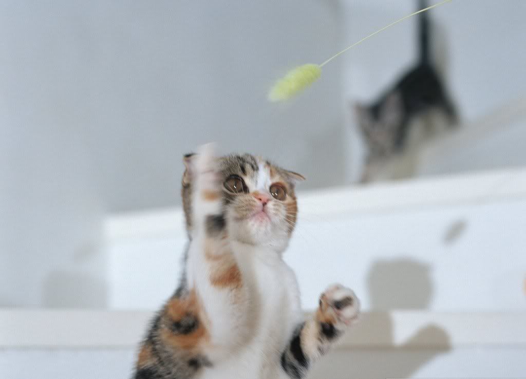 cat-15.jpg