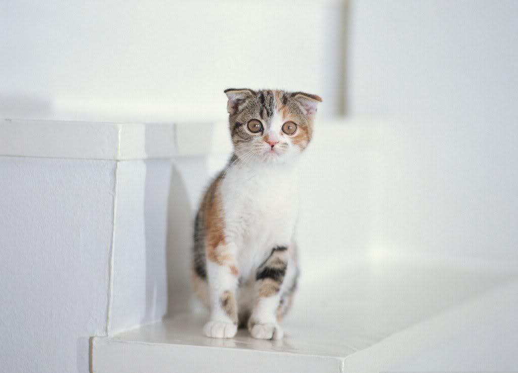 cat-16.jpg