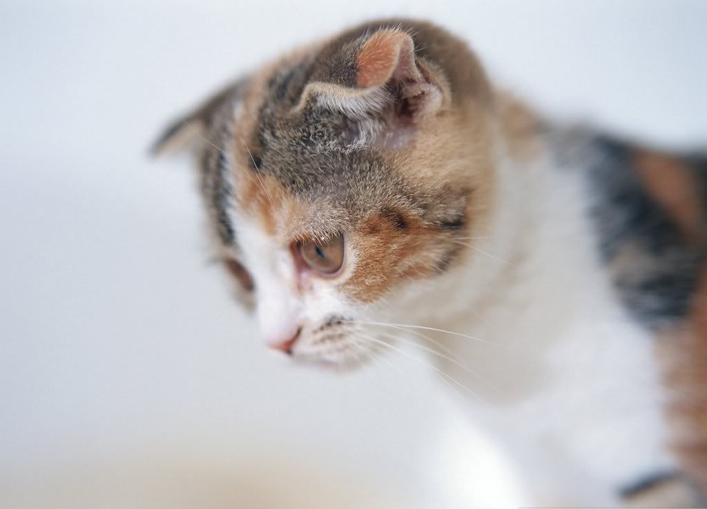 cat-17.jpg