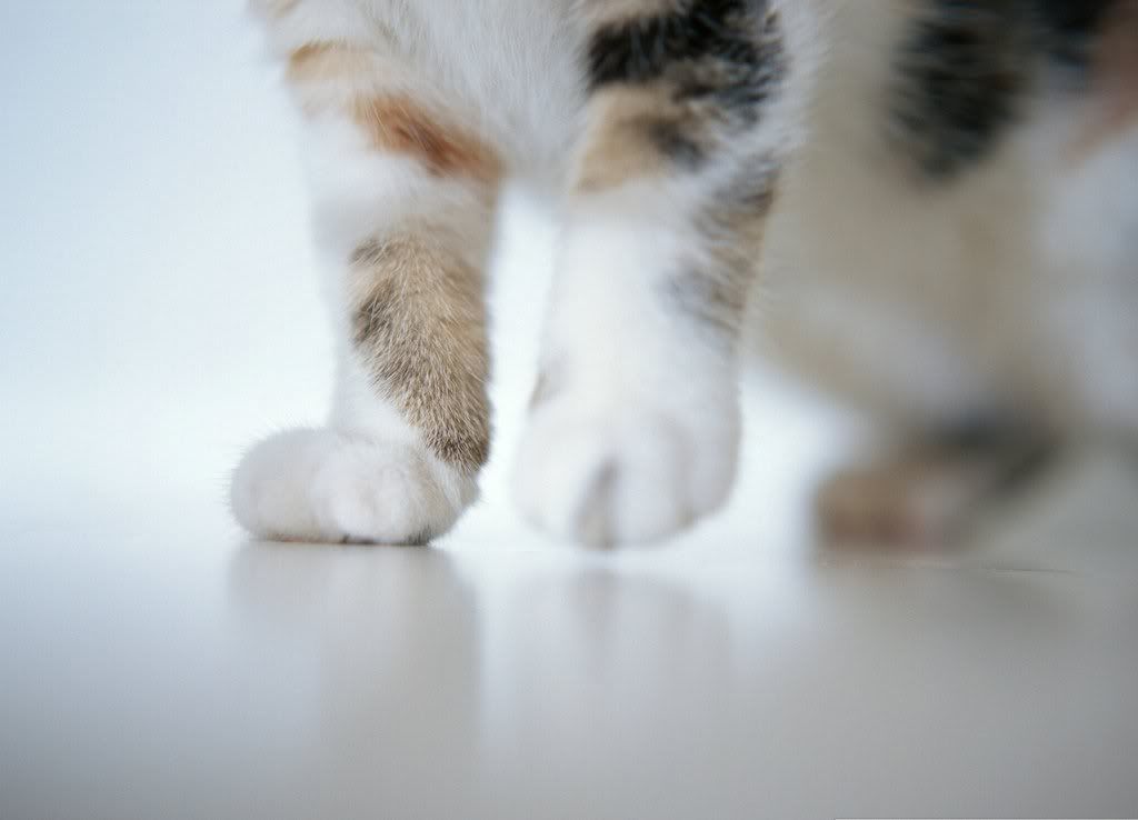 cat-18.jpg