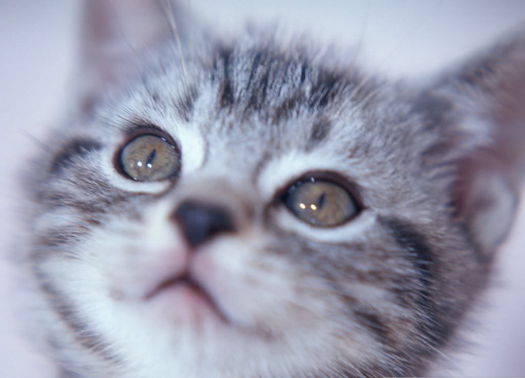 cat-19.jpg