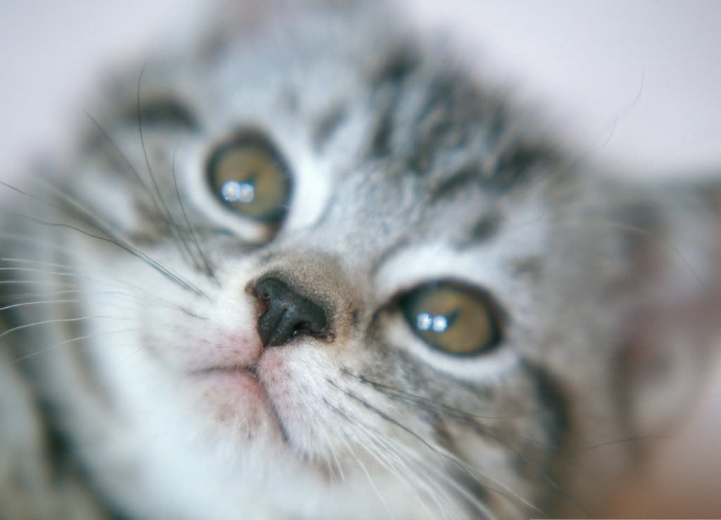 cat-20.jpg