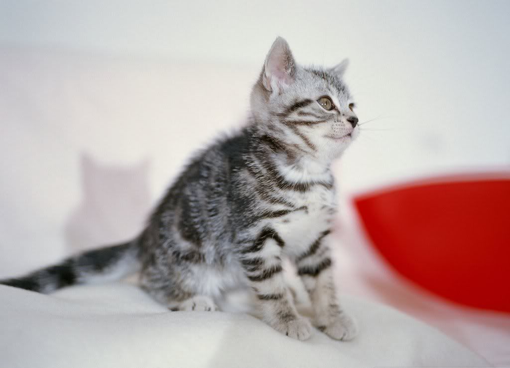 cat-21.jpg