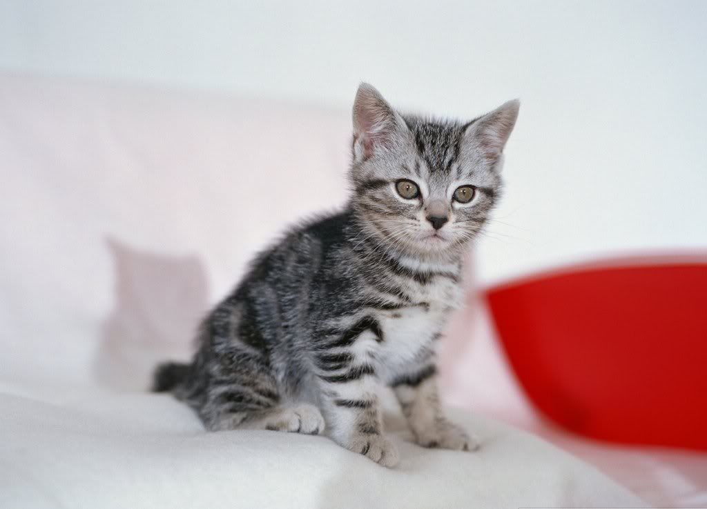 cat-22.jpg