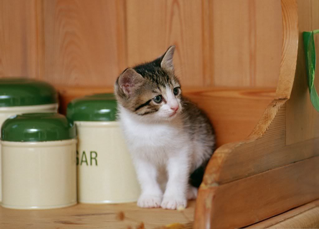 cat-25.jpg