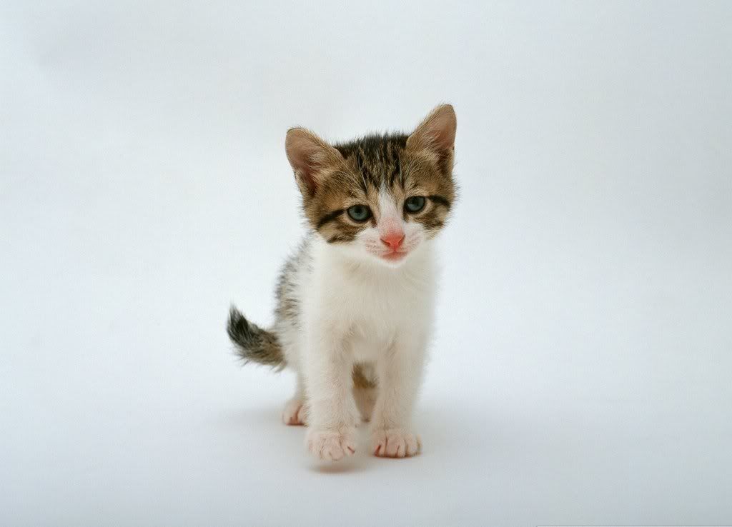 cat-26.jpg