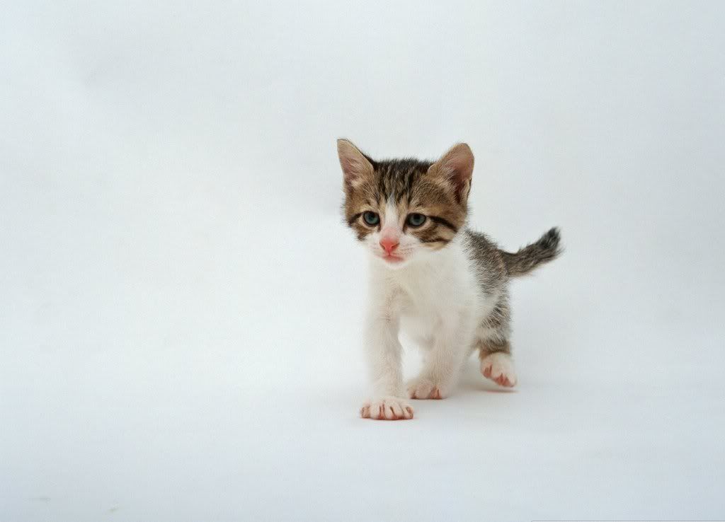 cat-27.jpg