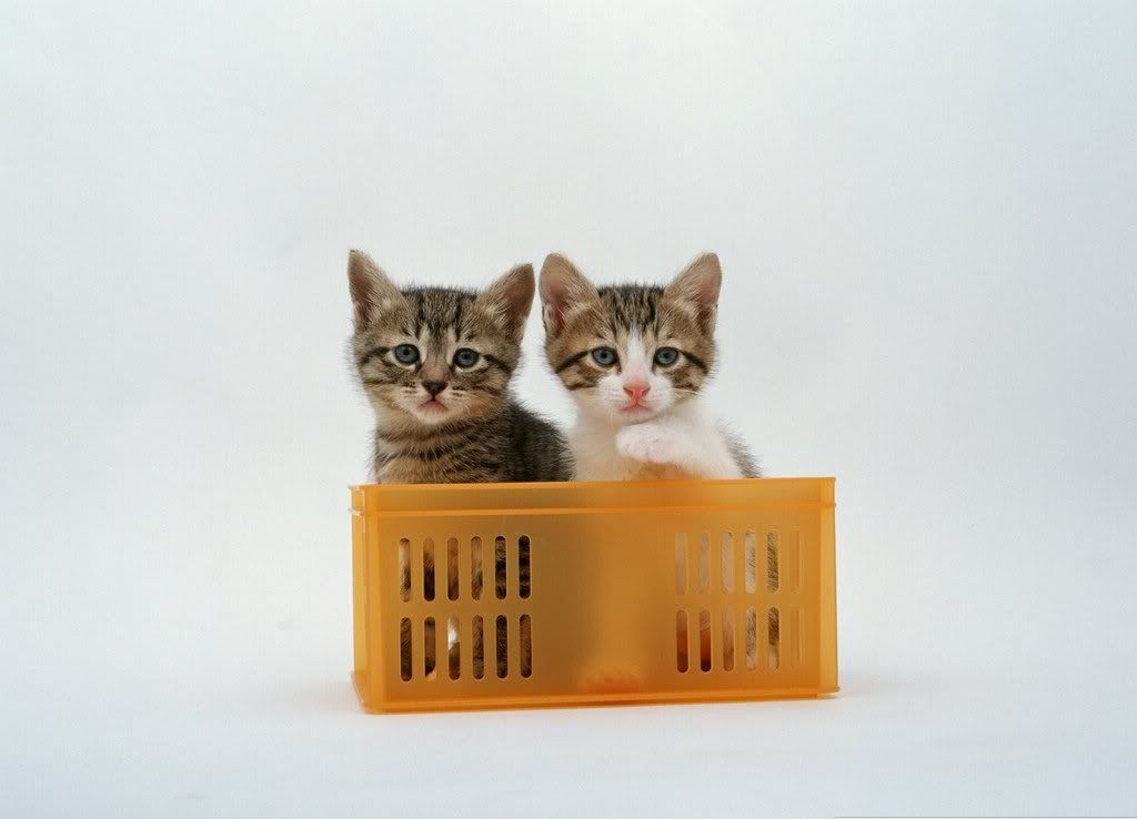 cat-28.jpg