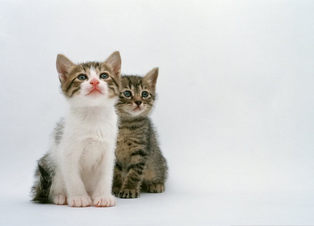 cat-29.jpg