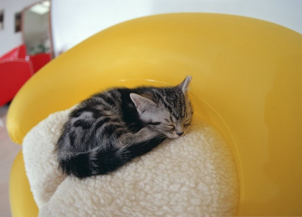 cat-3.jpg