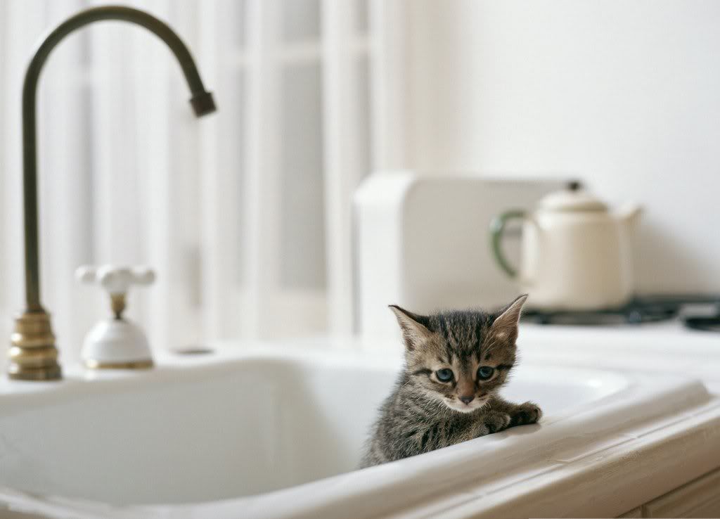 cat-30.jpg