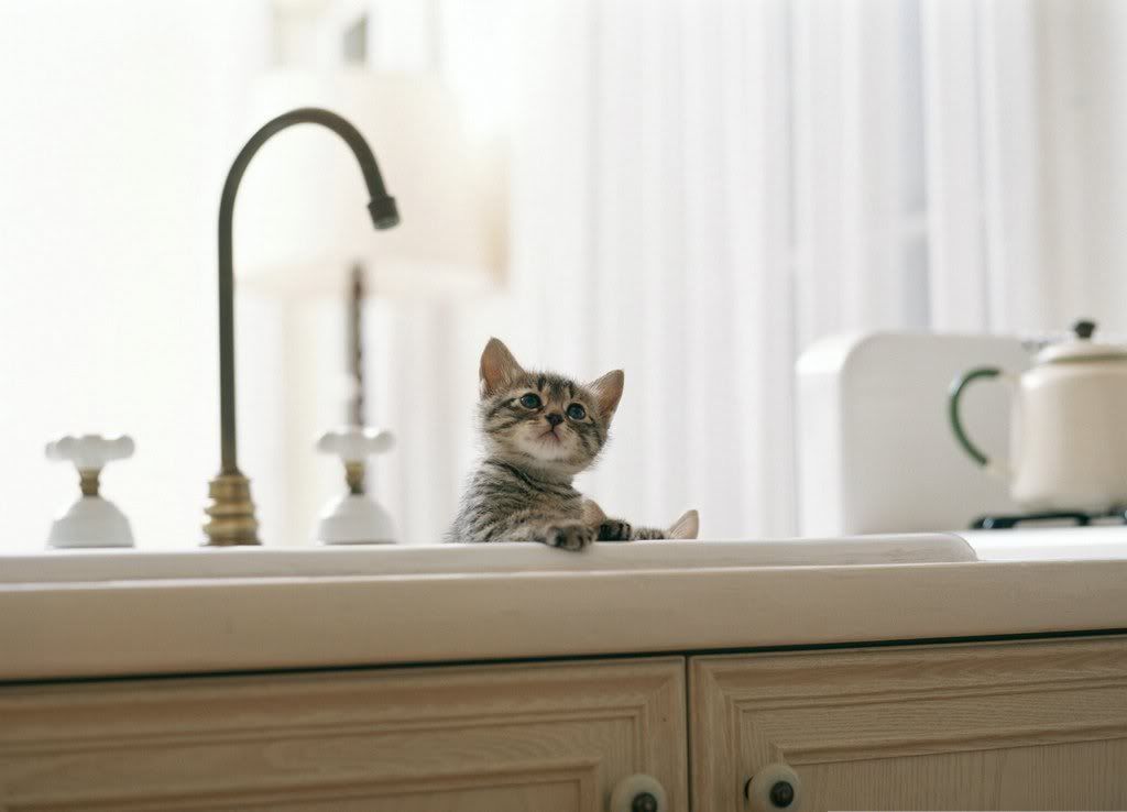 cat-31.jpg