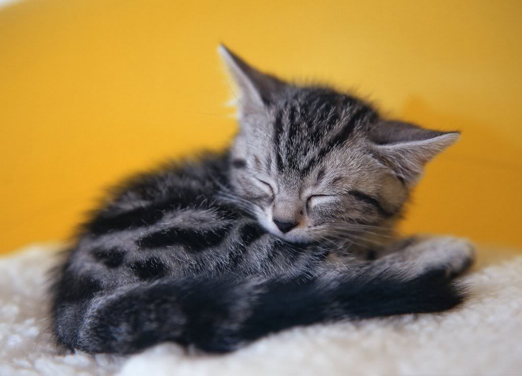cat-4.jpg