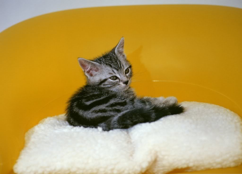 cat-5.jpg