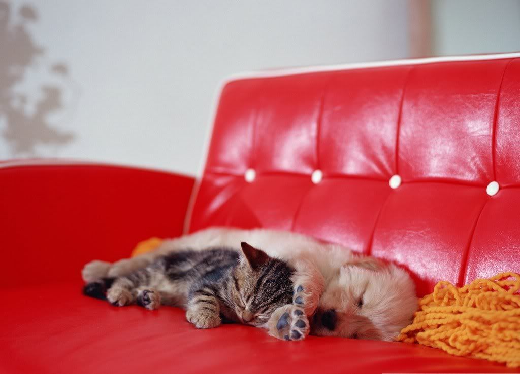 cat-6.jpg