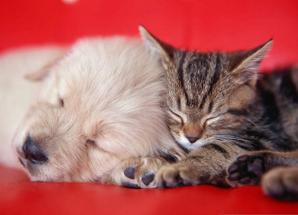 cat-7.jpg