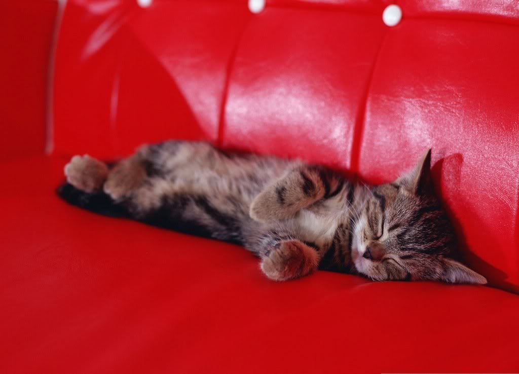 cat-8.jpg