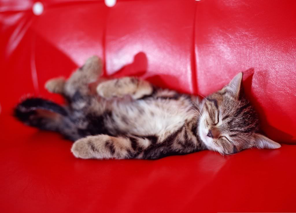 cat-9.jpg